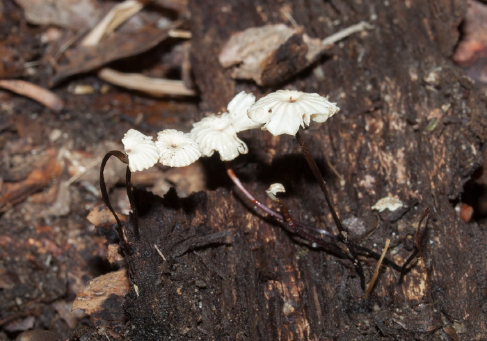 Marasmius rotula? Marasmiaceae