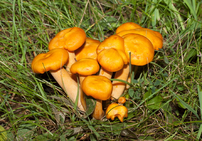 Omphalotus illudens Marasmiaceae