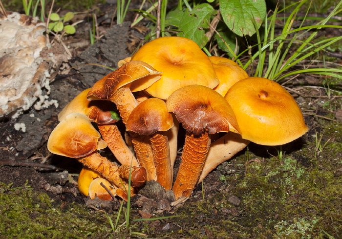 Omphalotus illudens Marasmiaceae