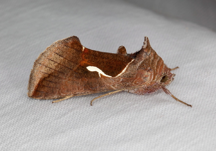 Anagrapha falcifera Noctuidae