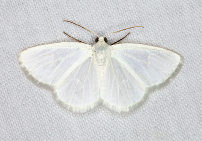 Lomographa vestaliata Geometridae