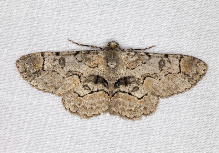 Iridopsis ephyraria Geometridae