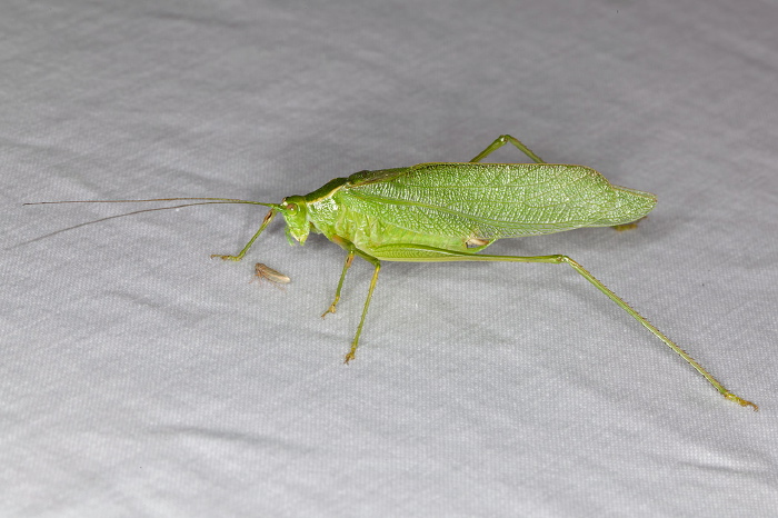 Scudderia septentrionalis Tettigoniidae