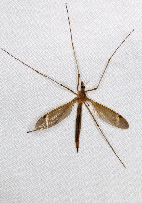 Tipula (Lunatipula) duplex Tipulidae