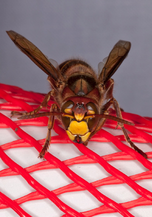 Vespa crabro Vespidae