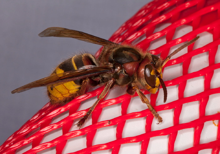 Vespa crabro Vespidae