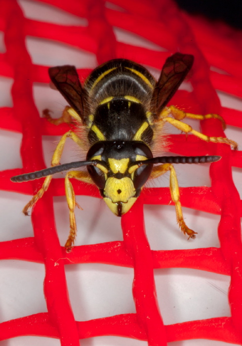 Vespula alascensis Vespidae