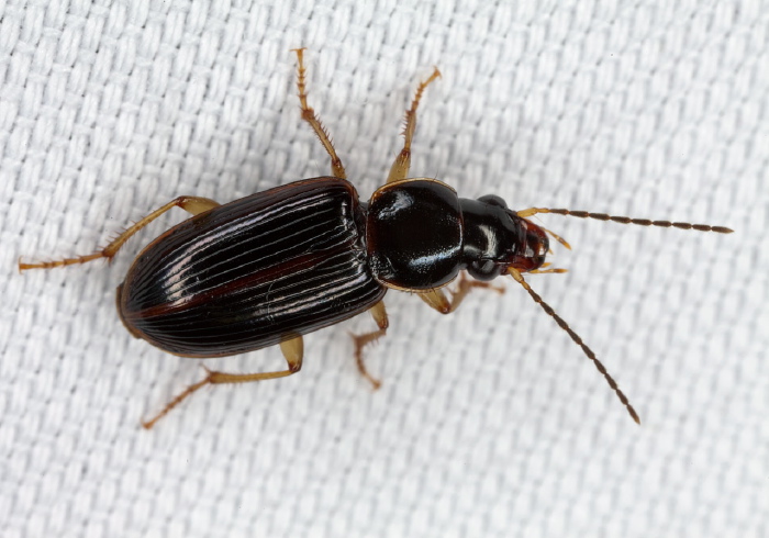 Stenolophus ochropezus Carabidae