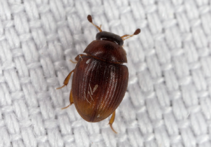 Cryptopleurum sp. Hydrophilidae