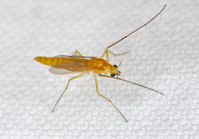 Pseudochironomus sp. Chironomidae