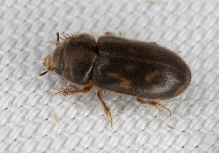 Heterocerus mollinus? Heteroceridae