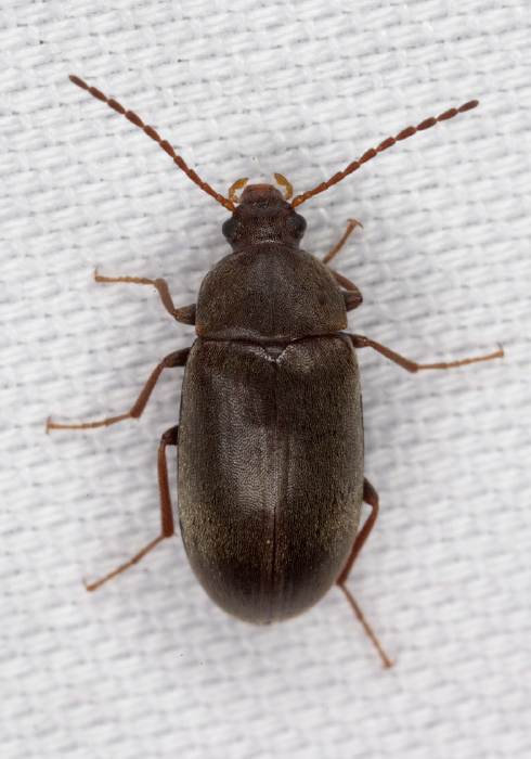 Isomira quadristriata? Tenebrionidae