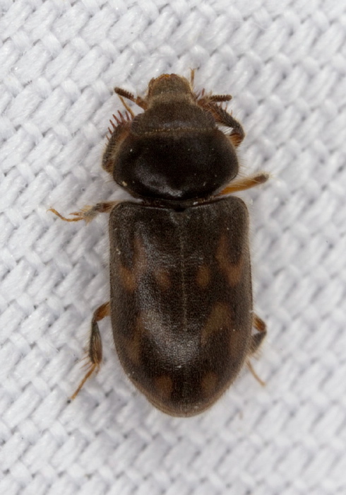 Heterocerus mollinus? Heteroceridae