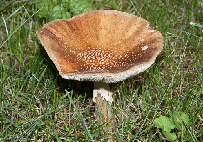 Amanita sp. Pluteaceae