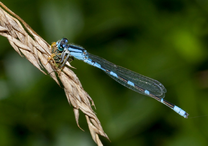 Enallagma carunculatum Coenagrionidae