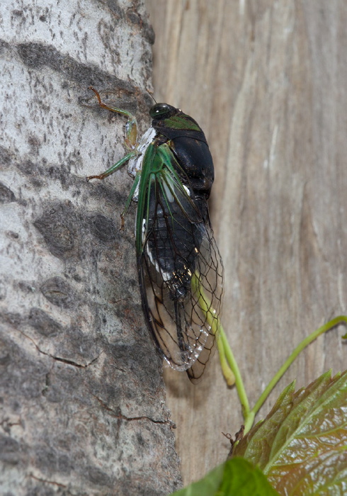 Tibicen tibicen Cicadidae