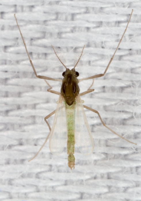   Chironomidae