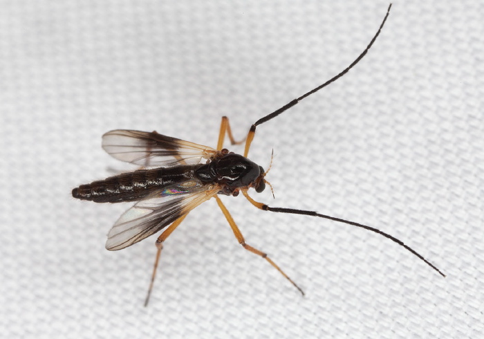 Demeijerea atrimanus Chironomidae