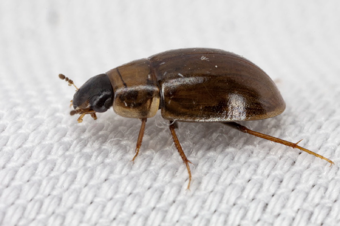 Enochrus sp. Hydrophilidae