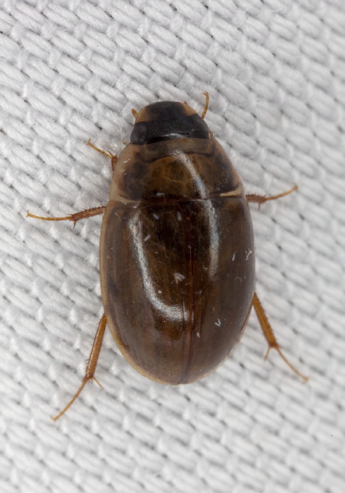 Enochrus sp. Hydrophilidae