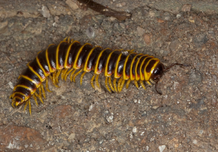 Apheloria virginiensis corrugata Xystodesmidae