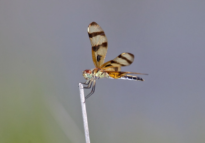 Celithemis eponina Libellulidae