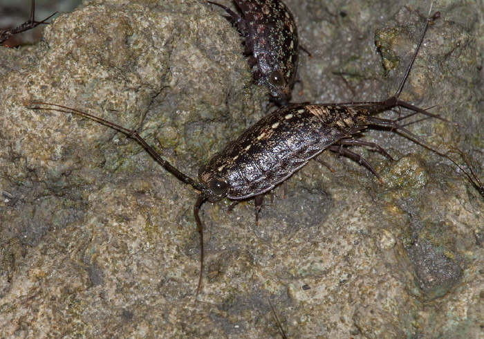 Ligia exotica? Ligiidae