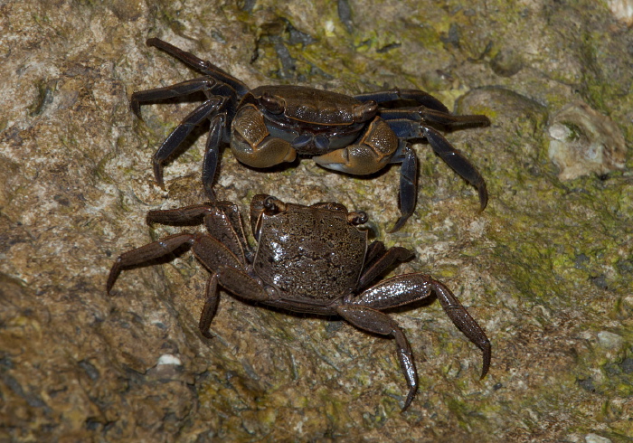 Armases cinereum Sesarmidae