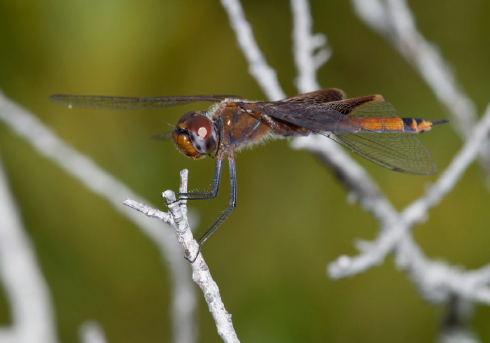 Tramea carolina Libellulidae