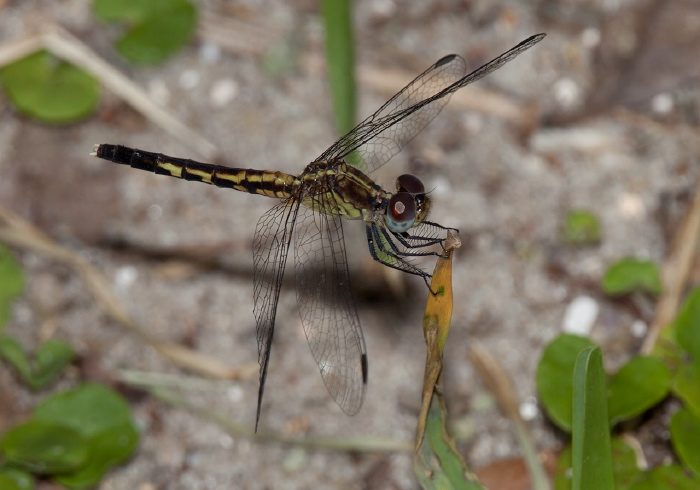 Erythrodiplax minuscula Libellulidae