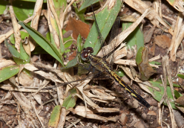 Erythrodiplax minuscula Libellulidae