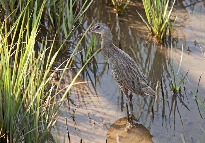 Rallus longirostris Rallidae