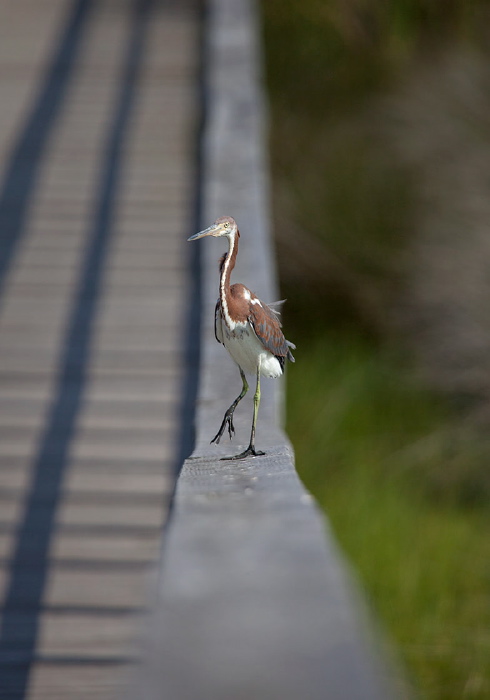 Egretta tricolor Ardeidae