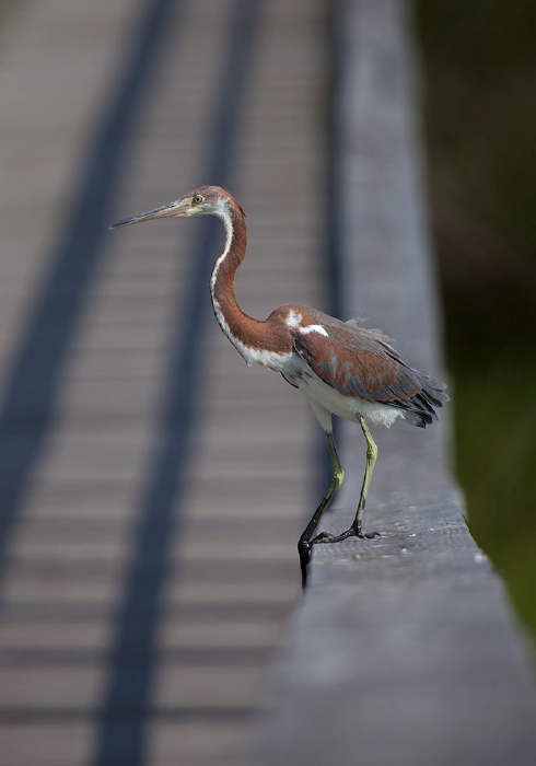 Egretta tricolor Ardeidae