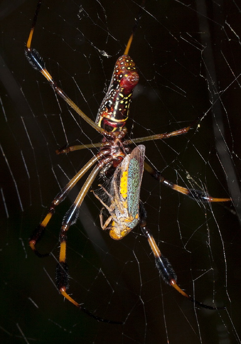 Nephila clavipes Nephilidae