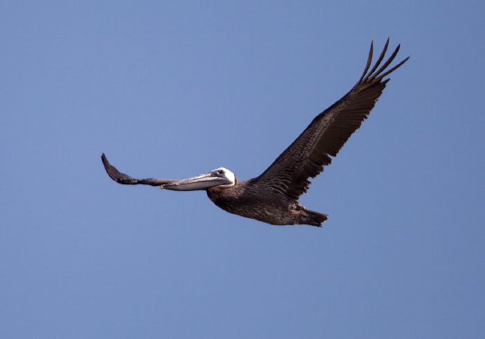 Pelecanus occidentalis Pelecanidae