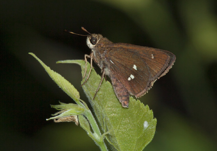 Oligoria maculata Hesperiidae