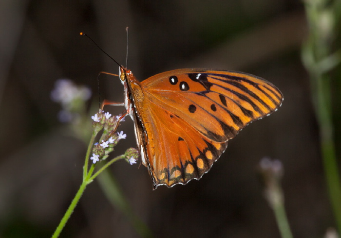 Agraulis vanillae Nymphalidae