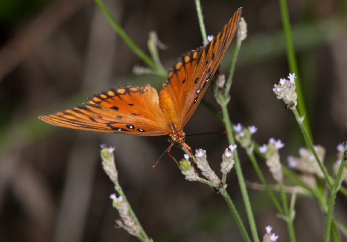 Agraulis vanillae Nymphalidae