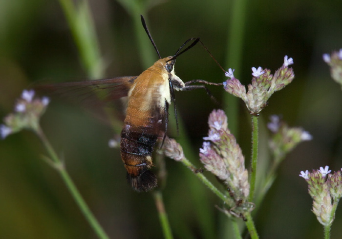 Hemaris diffinis Sphingidae