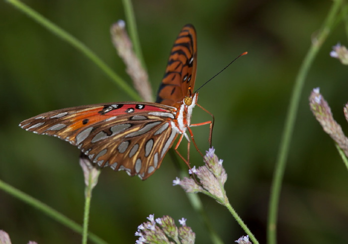 Agraulis vanillae Nymphalidae