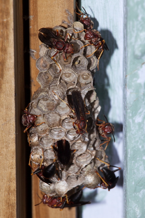 Polistes metricus Vespidae