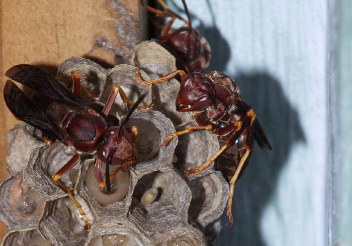 Polistes metricus Vespidae