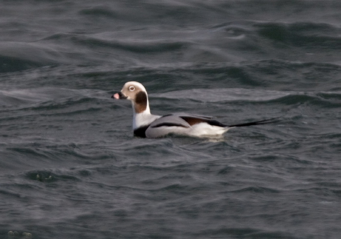 Clangula hyemalis Anatidae