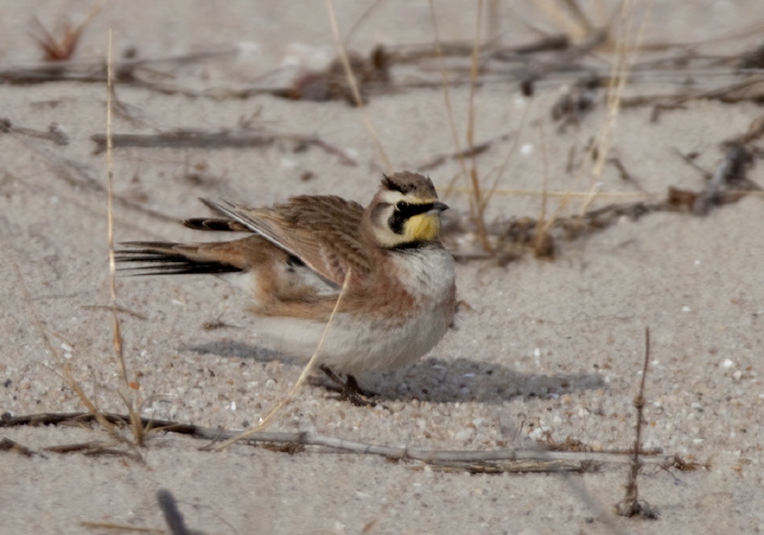 Eremophila alpestris Alaudidae