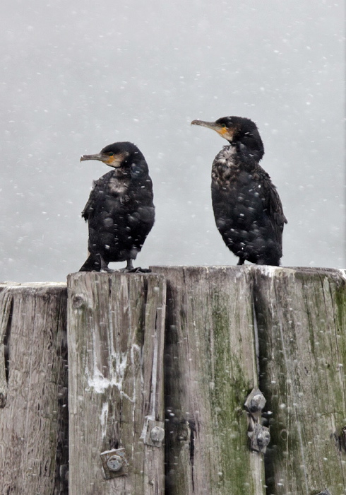 Phalacrocorax carbo Phalacrocoracidae