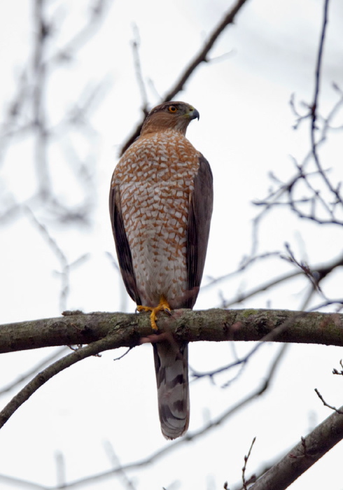 Accipiter cooperii Accipitridae