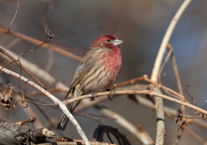 Haemorhous mexicanus Fringillidae