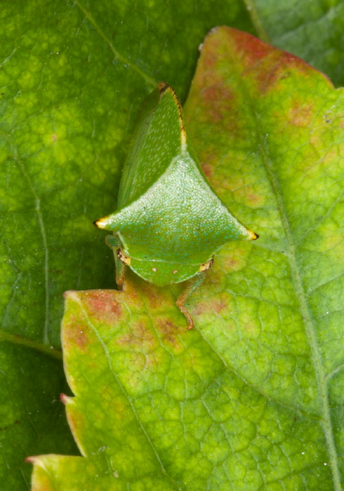 Ceresa taurina? Membracidae