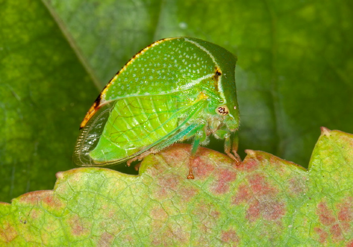 Ceresa taurina? Membracidae